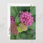 Rose Milkweed Postkarte (Vorne/Hinten)