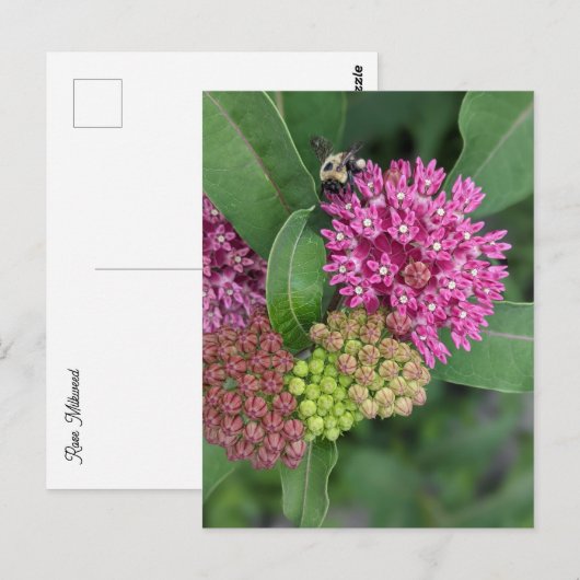 Rose Milkweed Postkarte (Vorne/Hinten)