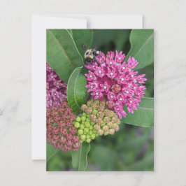 Rose Milkweed Postkarte