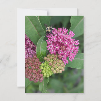 Rose Milkweed Postkarte