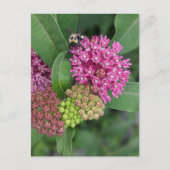 Rose Milkweed Postkarte (Vorderseite)