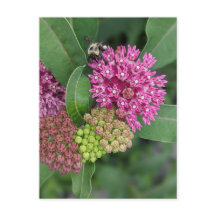 Rose Milkweed Postkarte