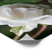 Rose mit Abstrakten Raindrops Poster (Ecke)