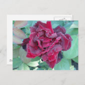 Rose mit Morgendämmerung Postkarte (Vorne/Hinten)