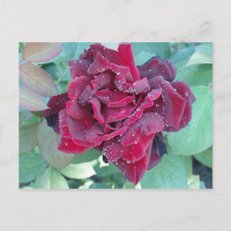 Rose mit Morgendämmerung Postkarte