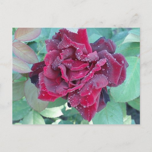 Rose mit Morgendämmerung Postkarte (Vorderseite)