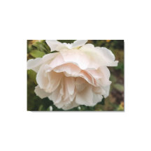 Rose mit Regentropfen