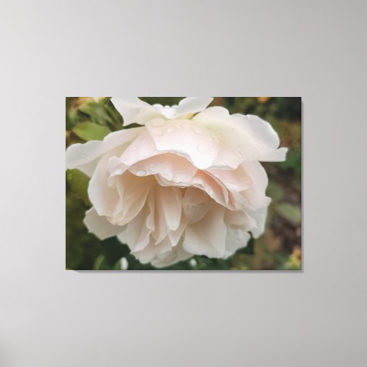 Rose mit Regentropfen Leinwanddruck (Vorderseite)
