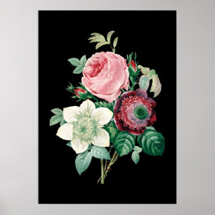 Rose mit schwarzem Hintergrund, Druck in Redoute Poster