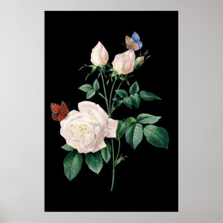 Rose mit schwarzem Schmetterling Poster