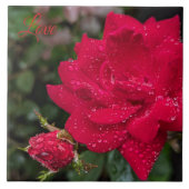 Rose morgens fliese (Vorderseite)