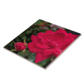 Rose morgens fliese (Seite)