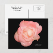 Rose nach dem Regen Postkarte (Vorne/Hinten)