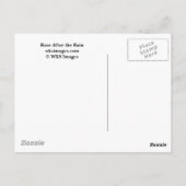 Rose nach dem Regen Postkarte (Rückseite)