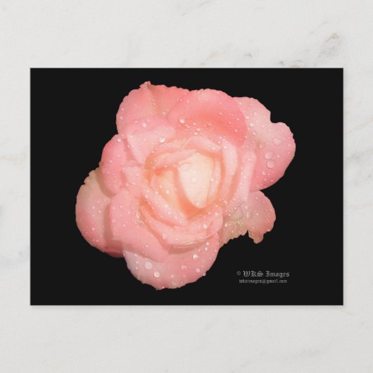 Rose nach dem Regen Postkarte (Vorderseite)