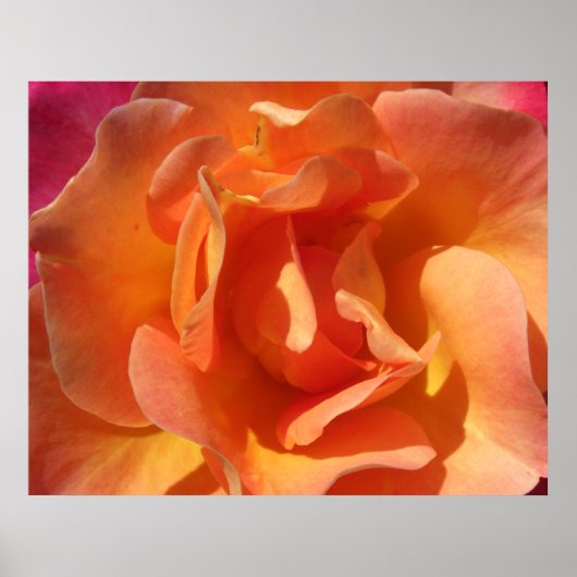 Rose Nah Poster (Vorne)