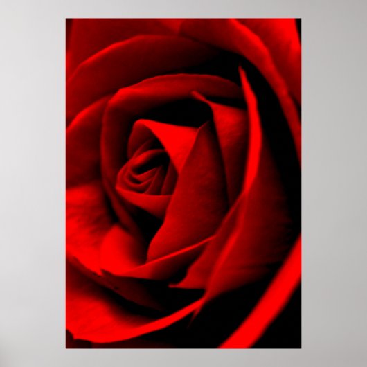Rose Nah Poster (Vorne)