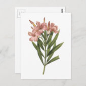 Rose (Nerium sp.) von Redouté Postkarte (Vorne/Hinten)