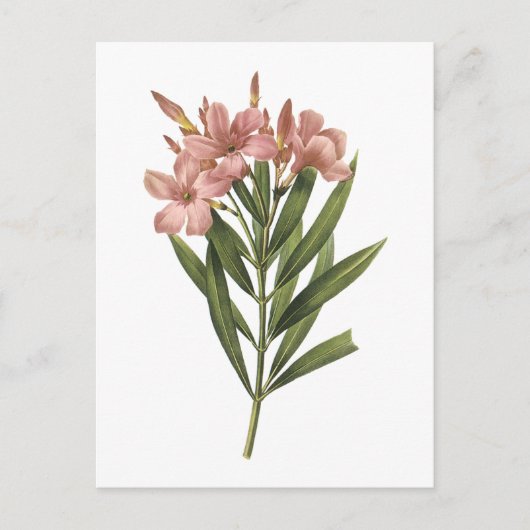 Rose (Nerium sp.) von Redouté Postkarte (Vorderseite)