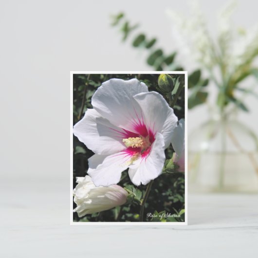 Rose of Sharon ポストカード Postkarte (Stehend Vorderseite)