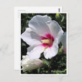 Rose of Sharon ポストカード Postkarte (Vorne/Hinten)