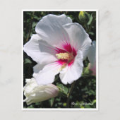 Rose of Sharon ポストカード Postkarte (Vorderseite)