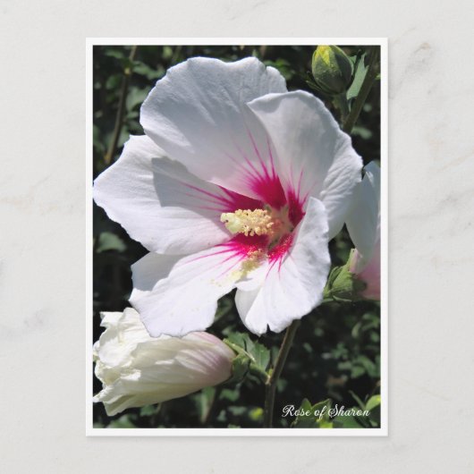 Rose of Sharon ポストカード Postkarte (Vorderseite)