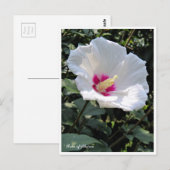 Rose of Sharon Postkarte (Vorne/Hinten)