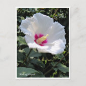 Rose of Sharon Postkarte (Vorderseite)
