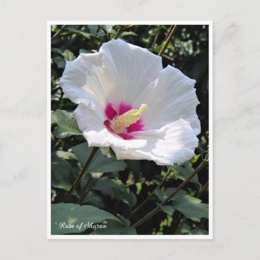 Rose of Sharon Postkarte (Vorderseite)