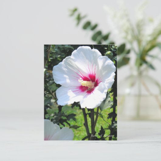 Rose of Sharon Postkarte (Stehend Vorderseite)
