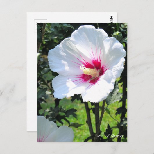 Rose of Sharon Postkarte (Vorne/Hinten)