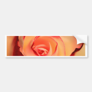 Rose Orange Rose Blüte Blüte Autoaufkleber