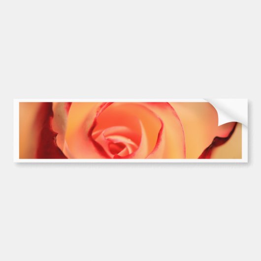 Rose Orange Rose Blüte Blüte Autoaufkleber (Vorne)