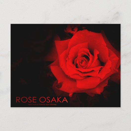 Rose Osaka: Postkarte (Vorderseite)