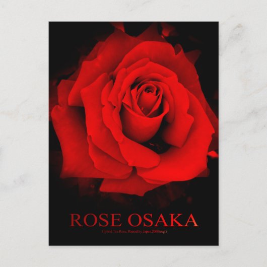 Rose Osaka: Postkarte (Vorderseite)