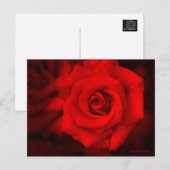 Rose Osaka: Postkarte (Vorne/Hinten)