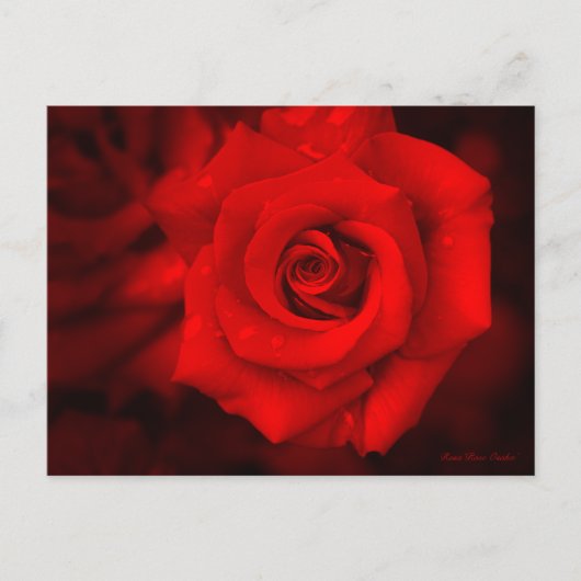 Rose Osaka: Postkarte (Vorderseite)