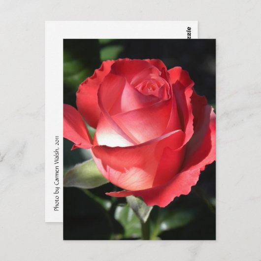 Rose Perfektion Postkarte (Vorne/Hinten)