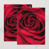 Rose Petals 1 Postkarte (Vorne/Hinten)