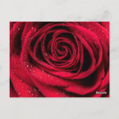 Rose Petals 1 Postkarte (Rückseite)