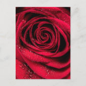 Rose Petals 1 Postkarte (Vorderseite)