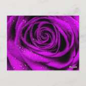 Rose Petals 2 Postkarte (Rückseite)