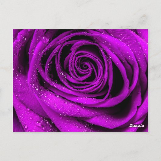 Rose Petals 2 Postkarte (Rückseite)