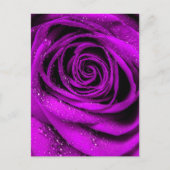 Rose Petals 2 Postkarte (Vorderseite)