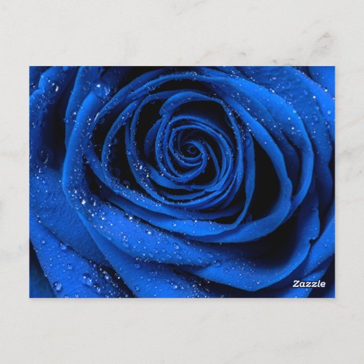 Rose Petals 3 Postkarte (Rückseite)