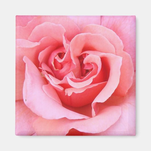 Rose Petals Magnet (Vorne)
