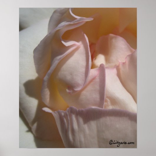 Rose Petals Poster Print (Vorne)
