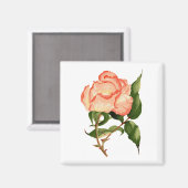 Rose pfirsichfarben 2 Zoll Fläche Magnet (Vorderseite/Rückseite)