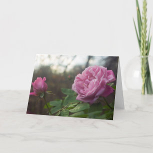 Rose Photo Standard, 5 × 7 Zoll gefaltete Grußkart Karte